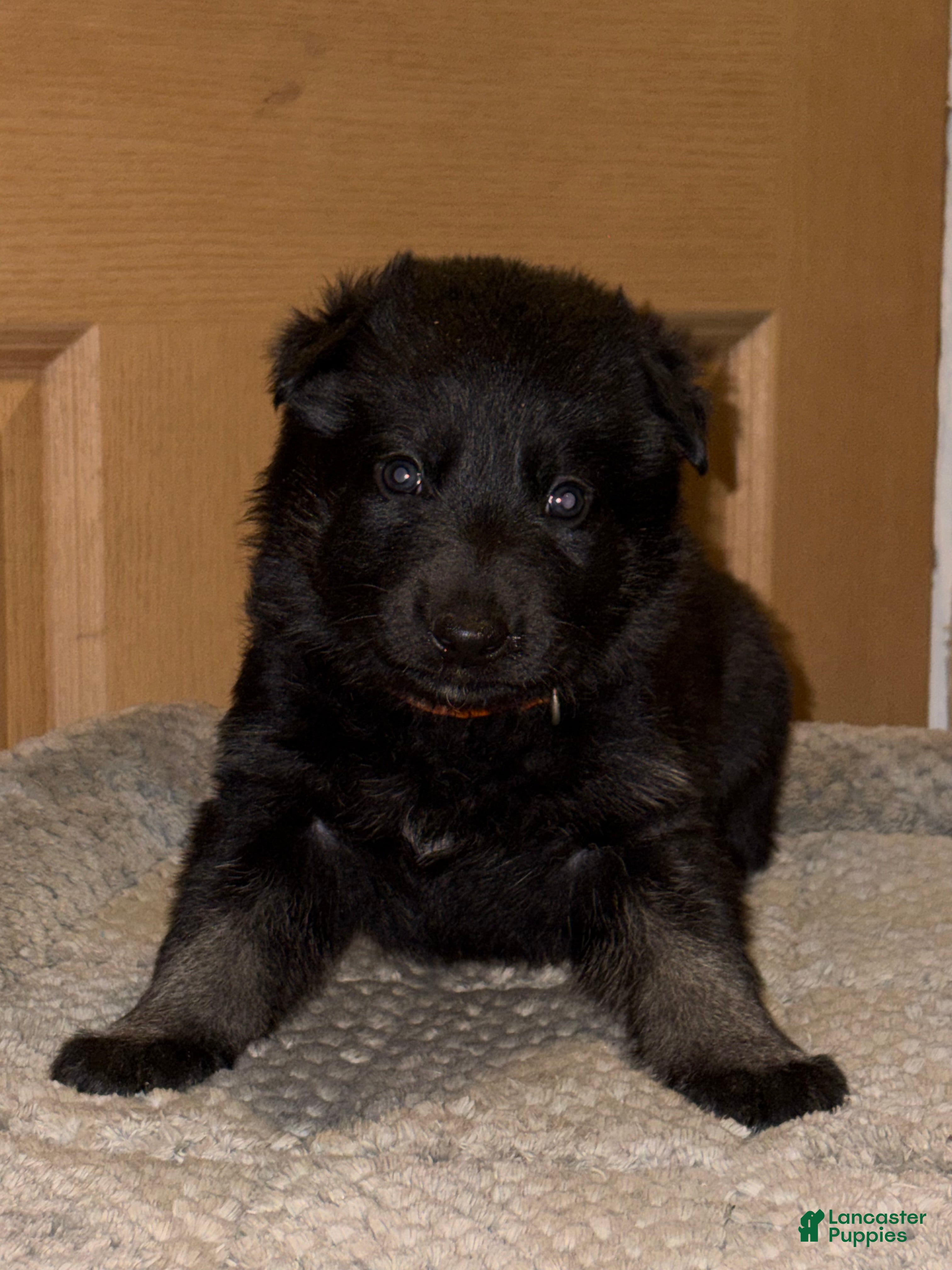 German Shepherd dogs Orange Collar Male 12-30 - Ad 24