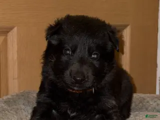 German Shepherd dogs Orange Collar Male 12-30 - Ad 24