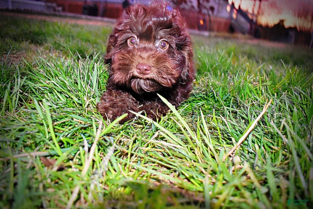 Havapoo dogs for sale: Yogi - Ad 11