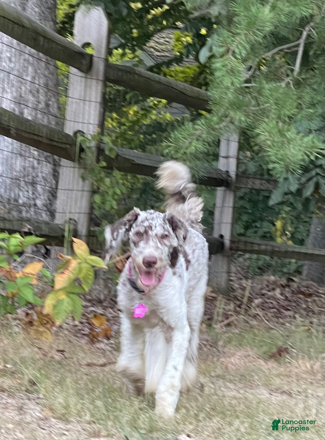 Standard Poodle dogs for sale: Standard Poodle Puppy 7 - Ad 2