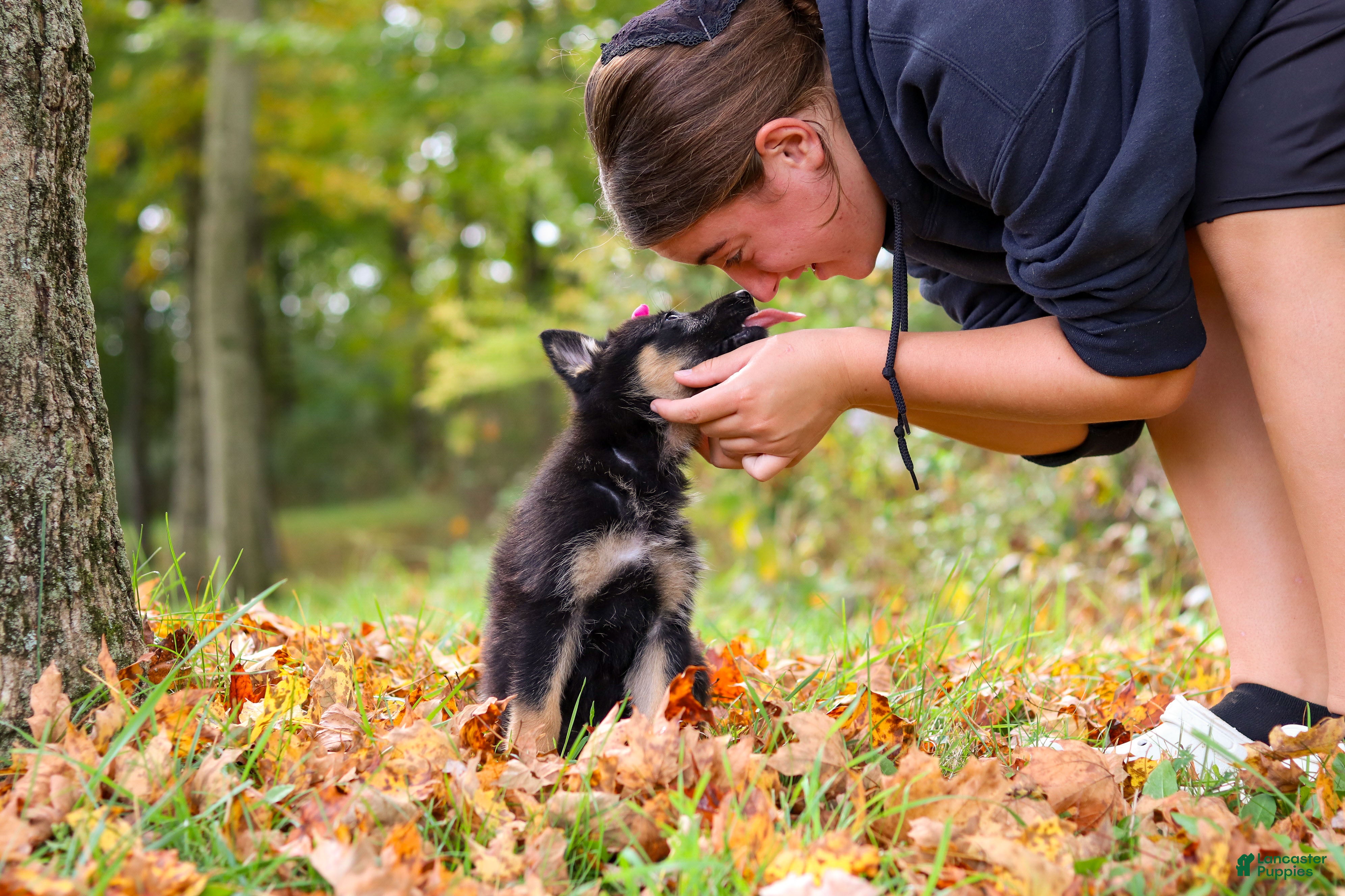 German Shepherd dogs Renita - Ad 1