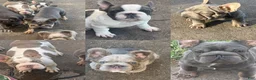 French Bulldog dogs for sale: French Bulldog 7 - Ad 4