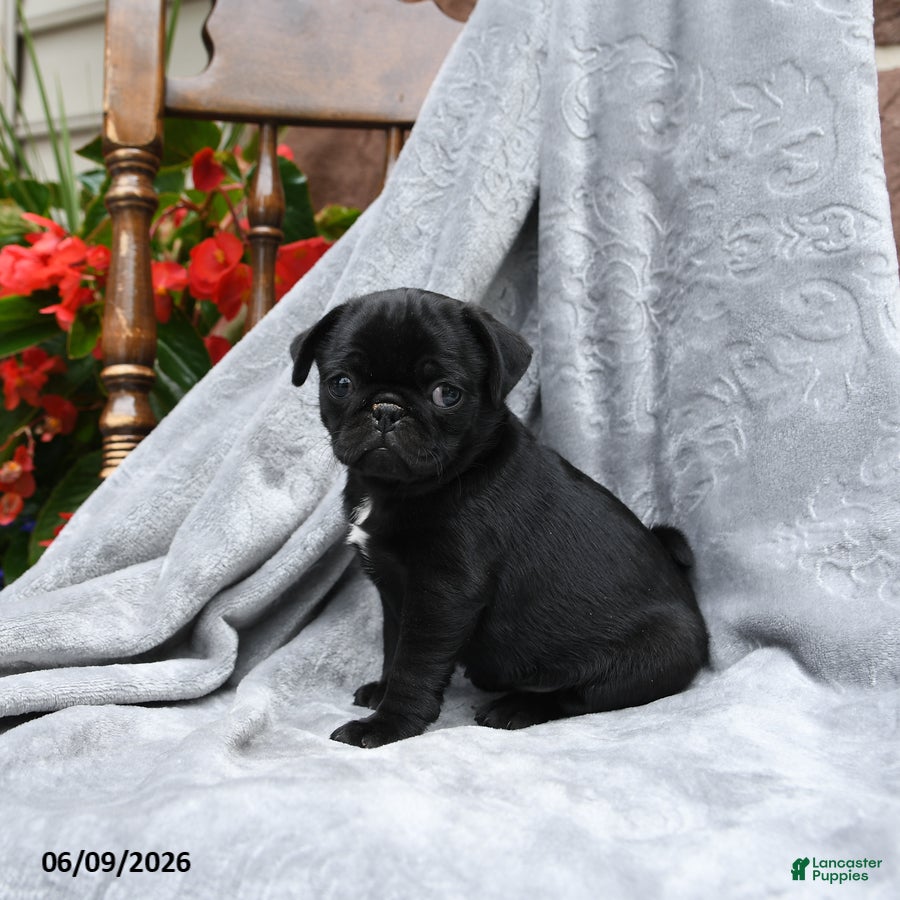 Pug dogs Barbie - Ad 1
