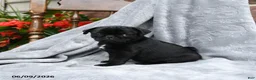 Pug dogs for sale: Barbie - Ad 1