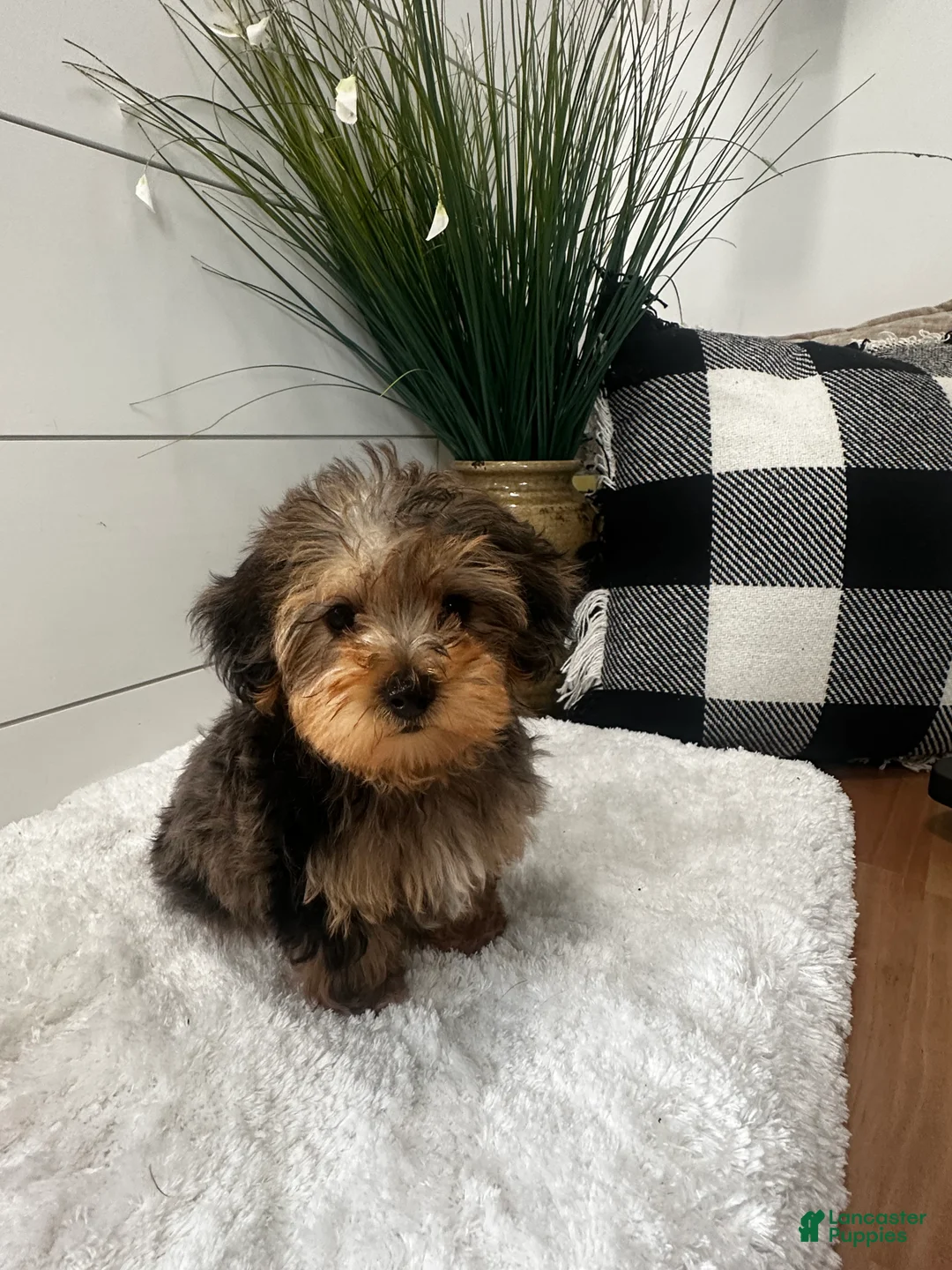 Yorkiepoo dogs for sale: Bandit - Ad 1