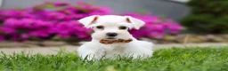 Miniature Schnauzer dogs for sale: Wilbur - Ad 1