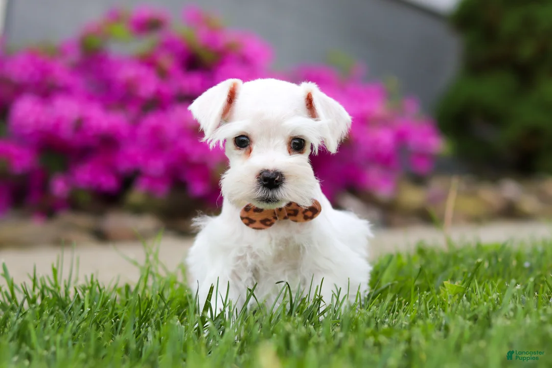 Miniature Schnauzer dogs for sale: Wilbur - Ad 1
