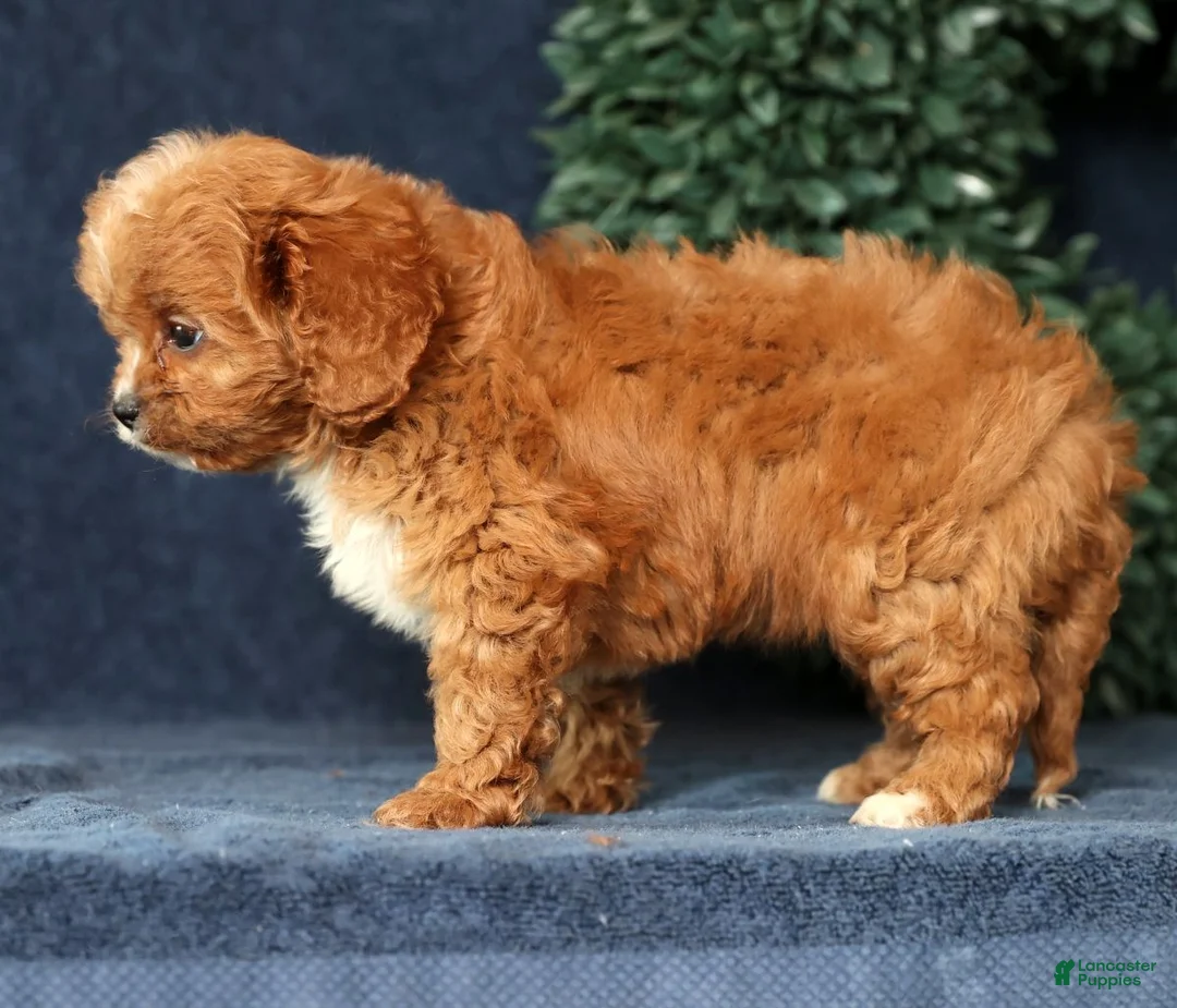 Cavapoo dogs for sale: Ingrid - Ad 6