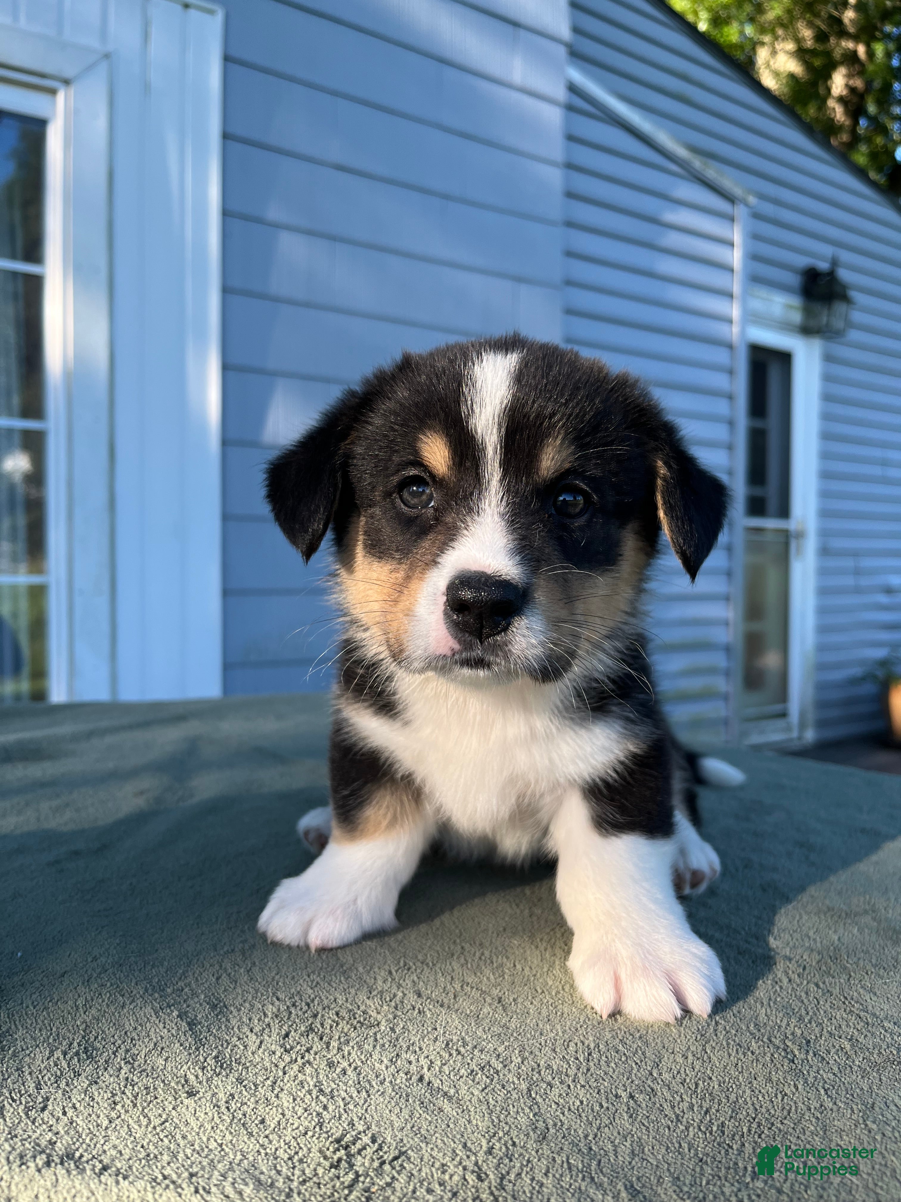 Welsh Corgi Cardigan dogs Bowie - Ad 3