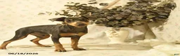 Miniature Pinscher dogs for sale: Phineas - Ad 3