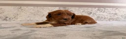Mini Goldendoodle dogs for sale: Calla - Ad 4