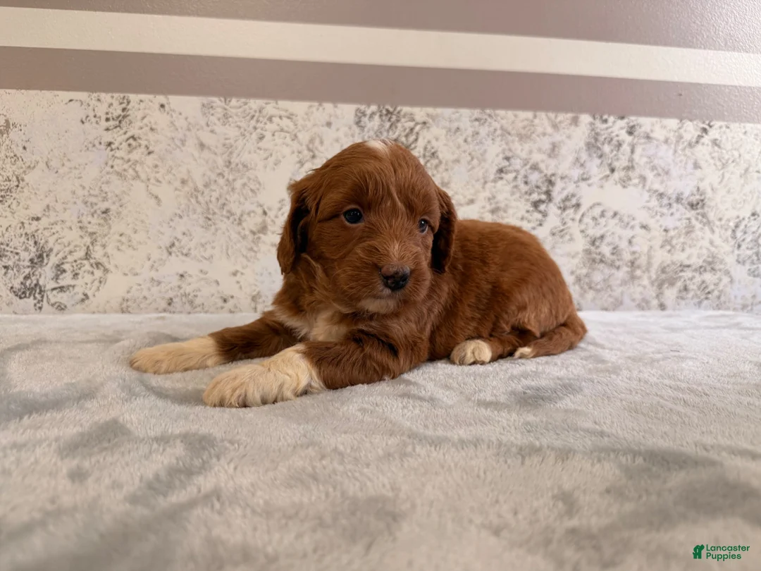 Mini Goldendoodle dogs for sale: Calla - Ad 4