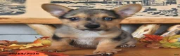 Welsh Corgi Pembroke dogs for sale: Bubbles - Ad 5