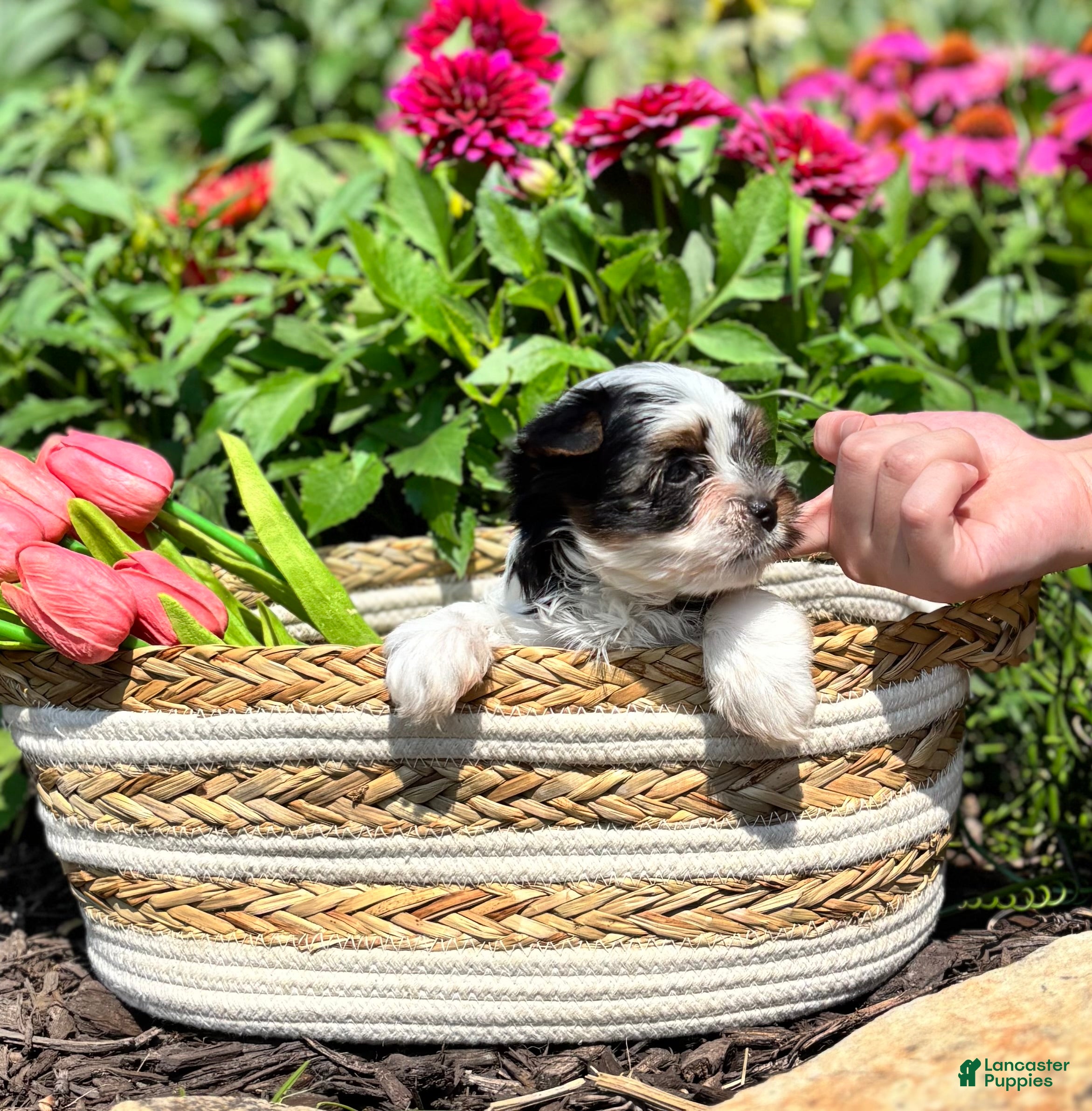 Biewer Terrier dogs Biewer Terrier 2 - Ad 2