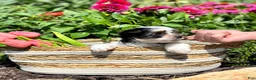 Biewer Terrier dogs for sale: Biewer Terrier 2 - Ad 2