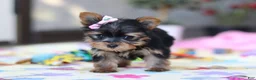 Yorkshire Terrier dogs for sale: Saige - Ad 8