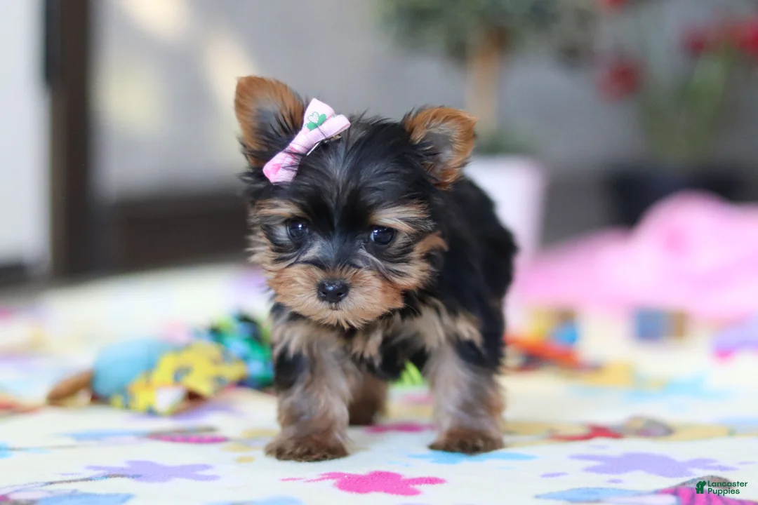 Yorkshire Terrier dogs for sale: Saige - Ad 8