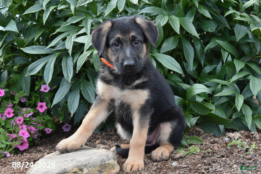 German Shepherd dogs Barb - Ad 1