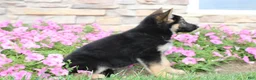 German Shepherd dogs for sale: Hazel - Ad 4