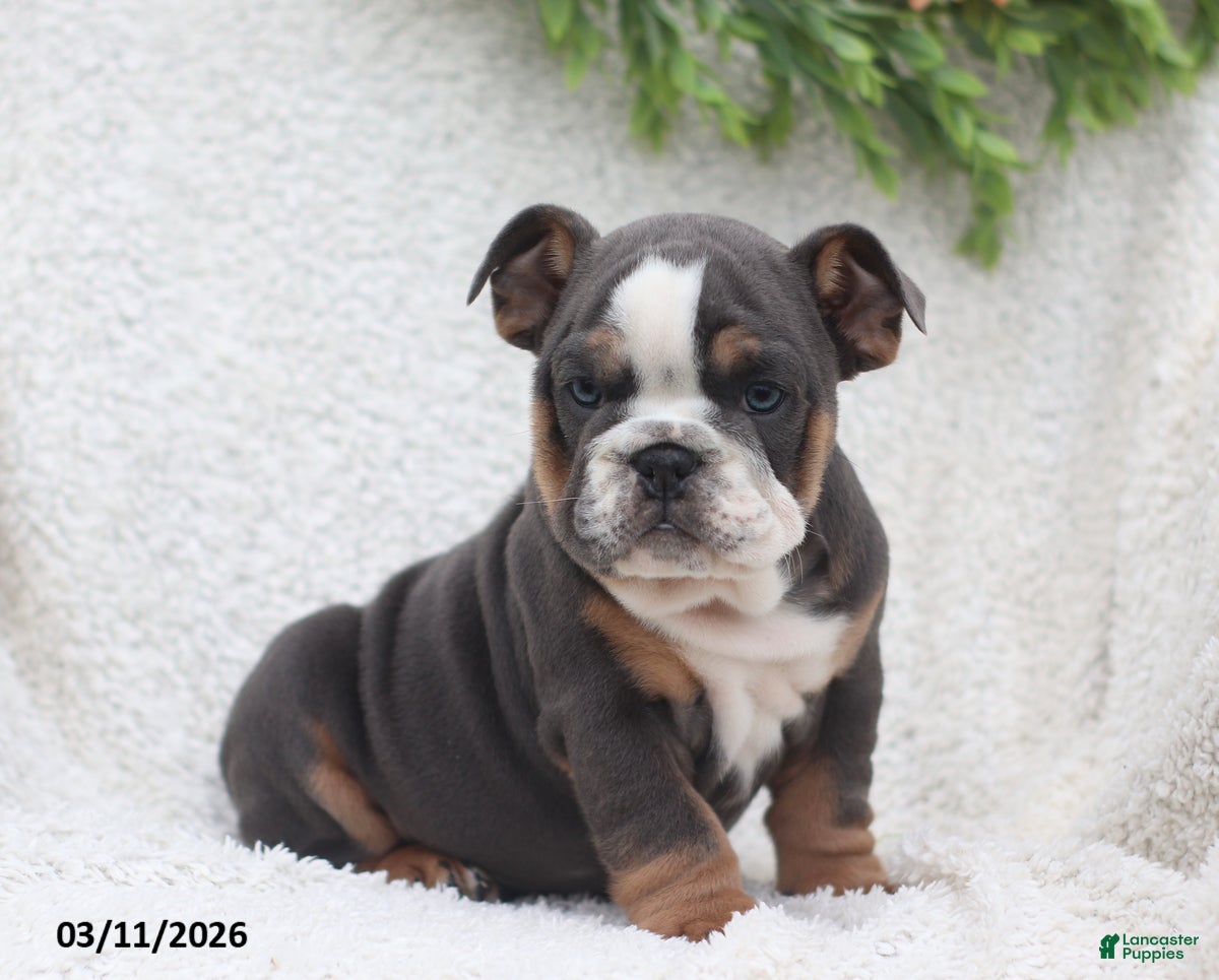 English Bulldog dogs Reno - Ad 1