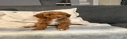 Mini Goldendoodle dogs for sale: Hannah - Ad 5