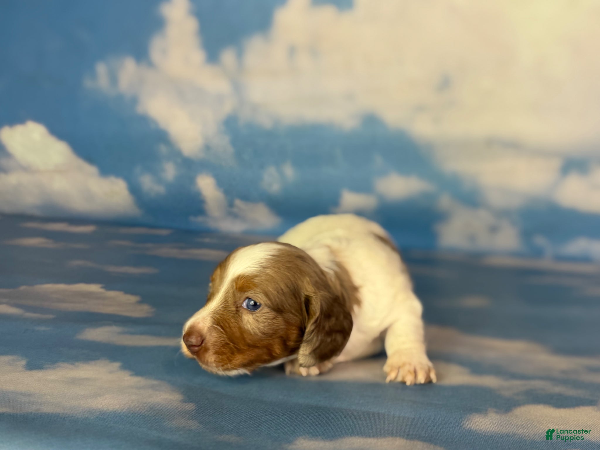 Miniature Dachshund dogs Plum Dappled LH  - Ad 2