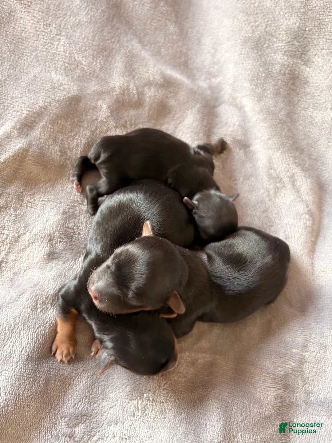 Yorkshire Terrier dogs for sale: Donny - Ad 3