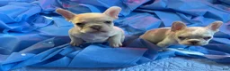 French Bulldog dogs for sale: Deuce - Ad 5