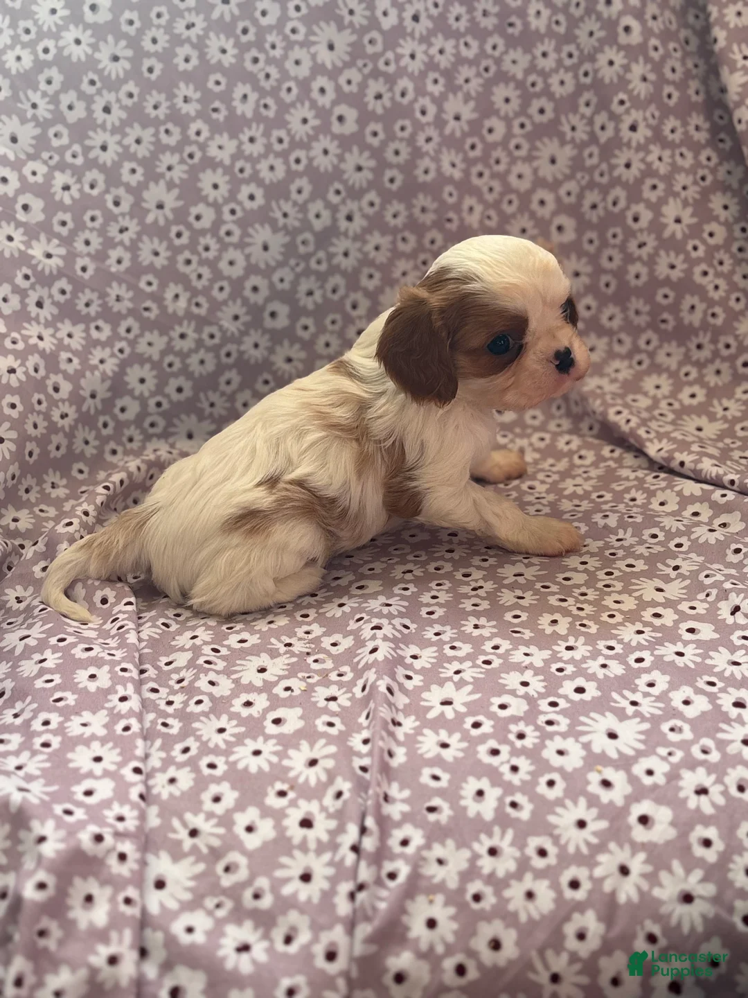 Cavalier King Charles Spaniel dogs for sale: Joker Cavalier King Charles Spaniel Puppy 1 - Ad 3