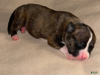 American Pit Bull Terrier dogs - Ad 19