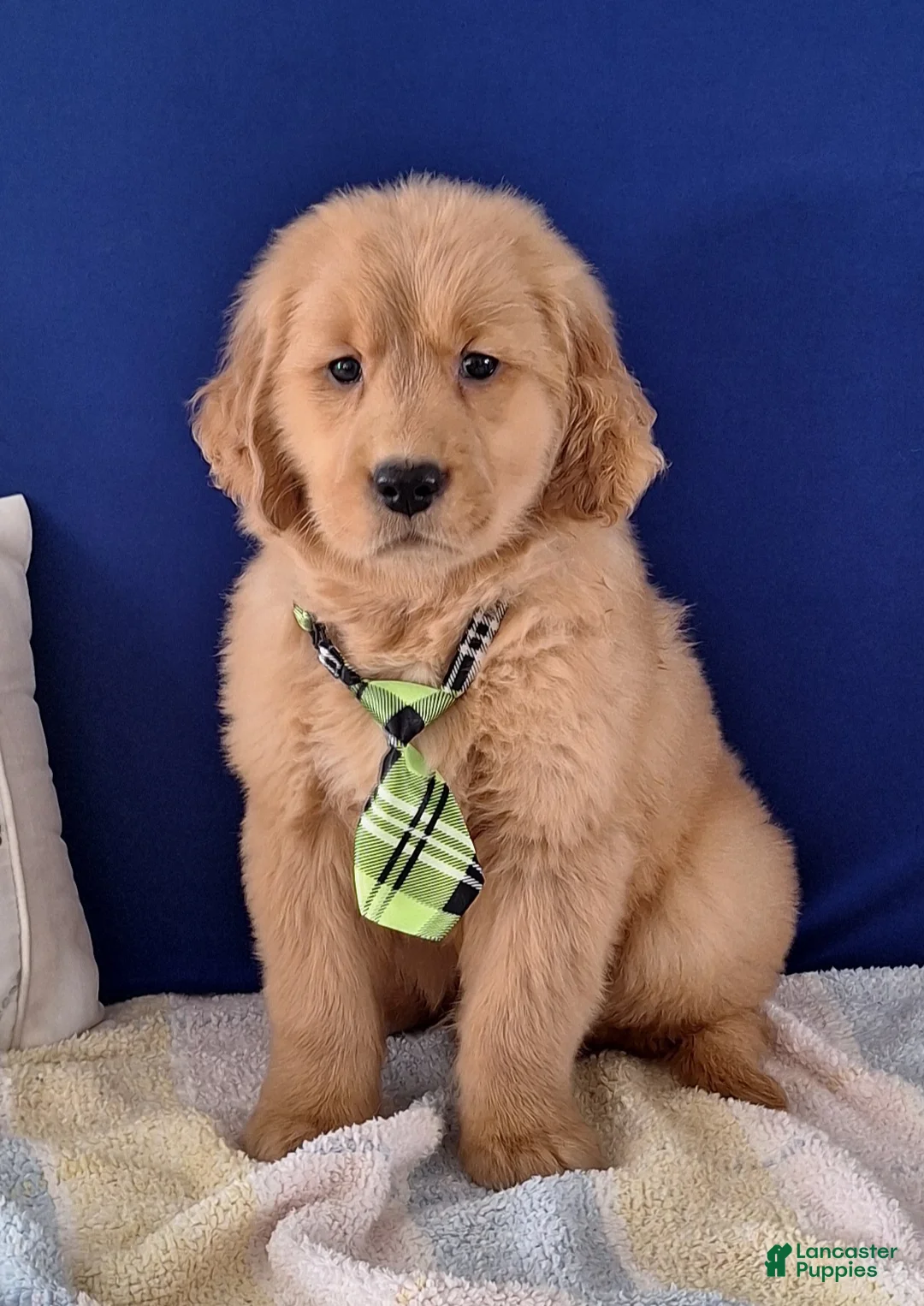 Golden Retriever dogs for sale: Wesley - Ad 3