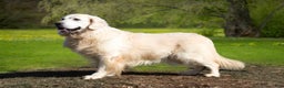 Golden Retriever dogs for sale: Parker - Ad 6