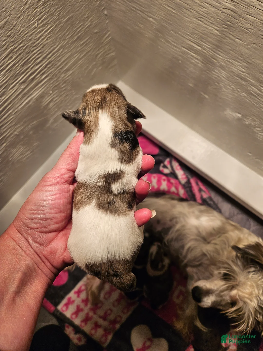 Miniature Schnauzer dogs for sale: Blue merle parti female  - Ad 2