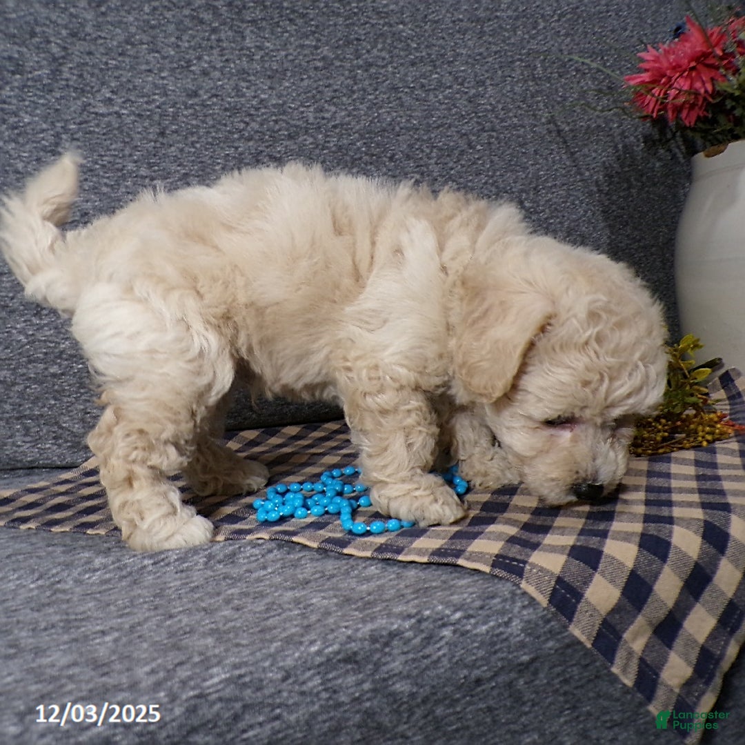 Bichpoo dogs for sale: Tator - Ad 6