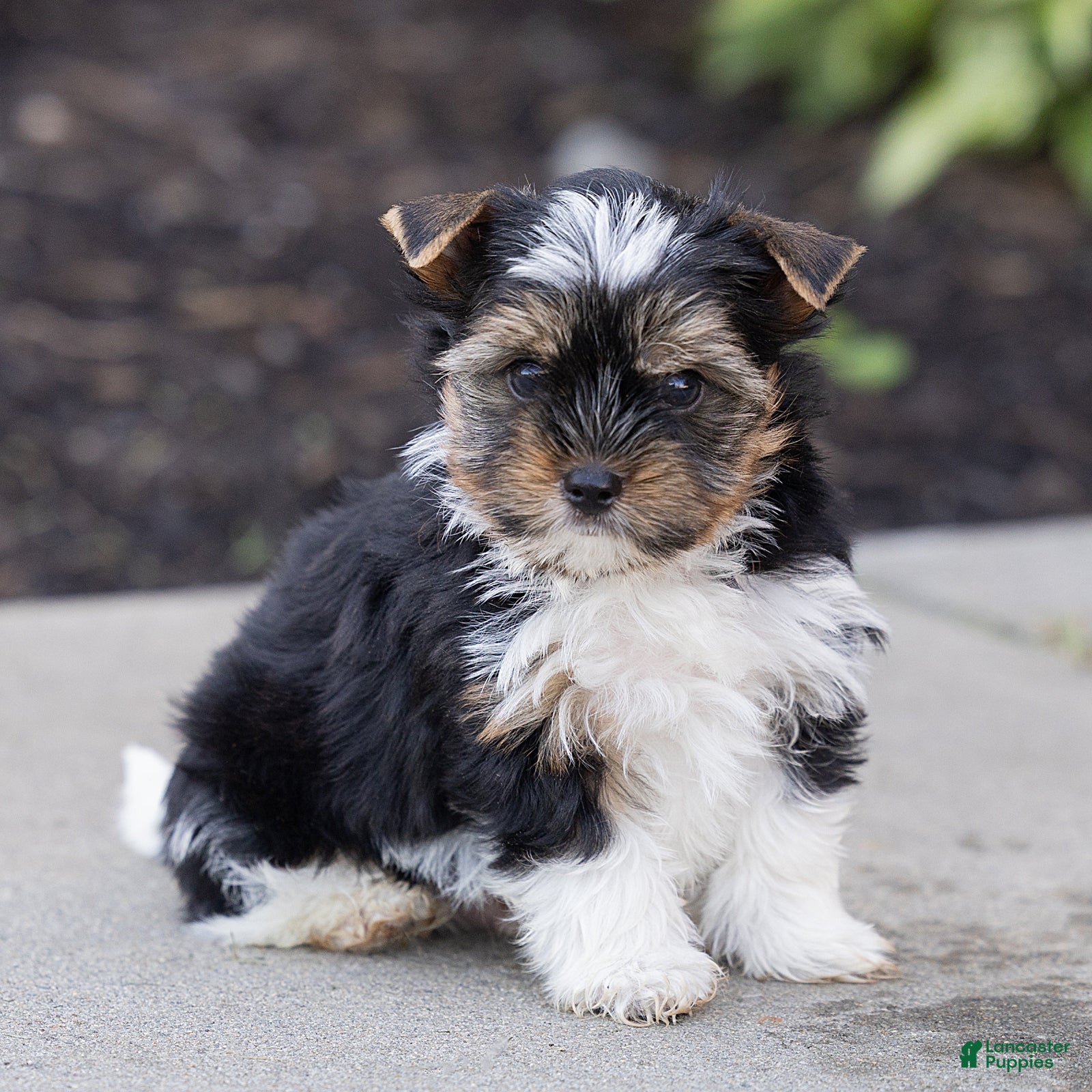 Biewer Terrier dogs Benjie Biewer Terrier  - Ad 1