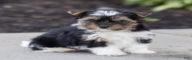 Benjie Biewer Terrier 