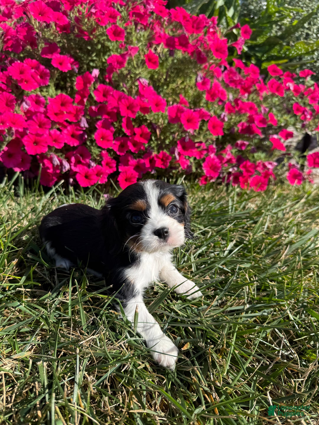 Cavalier King Charles Spaniel dogs for sale: Roscoe - Ad 19