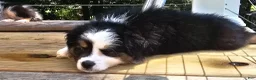 Miniature Australian Shepherd dogs for sale: Oreo - Ad 6