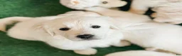 Golden Retriever dogs for sale: Golden Retriever Dandy - Ad 2