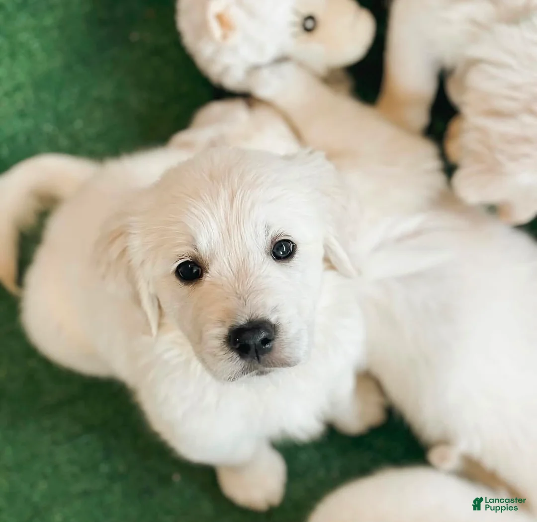 Golden Retriever dogs for sale: Golden Retriever Dandy - Ad 2