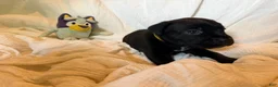 Cane Corso dogs for sale: Crowley AKC yellow/orange collar - Ad 31