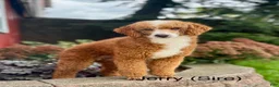 Mini Goldendoodle dogs for sale: Faye - Ad 10