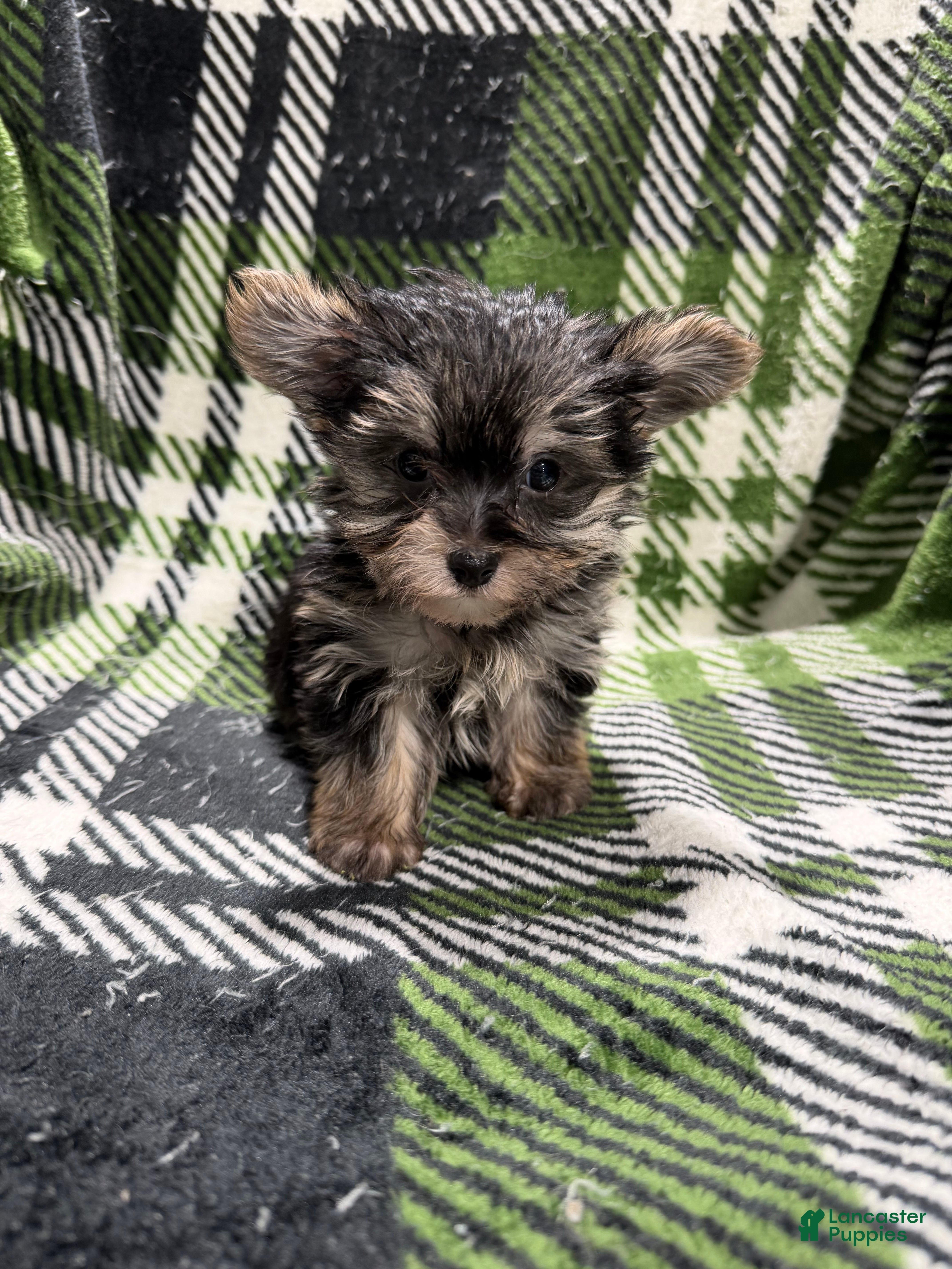 Morkie dogs Morkie Ava - Ad 2