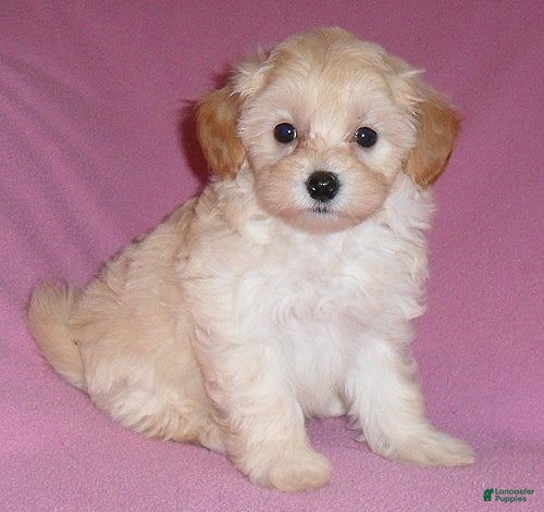 Shihpoo dogs Gidget - Ad 1