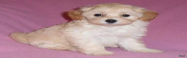 Gidget