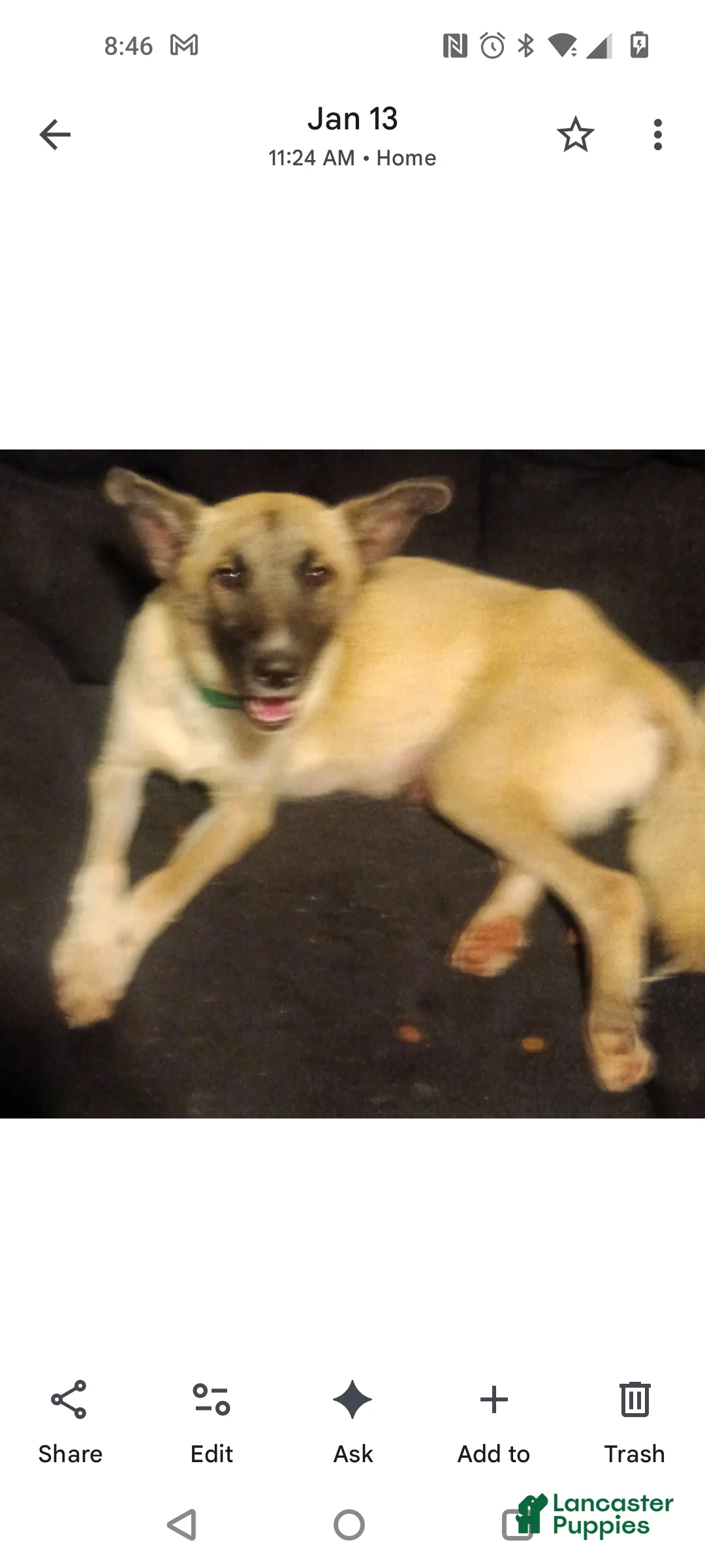 Mixed Breed dogs for sale: Great Pyrenees puppies  - Ad 16