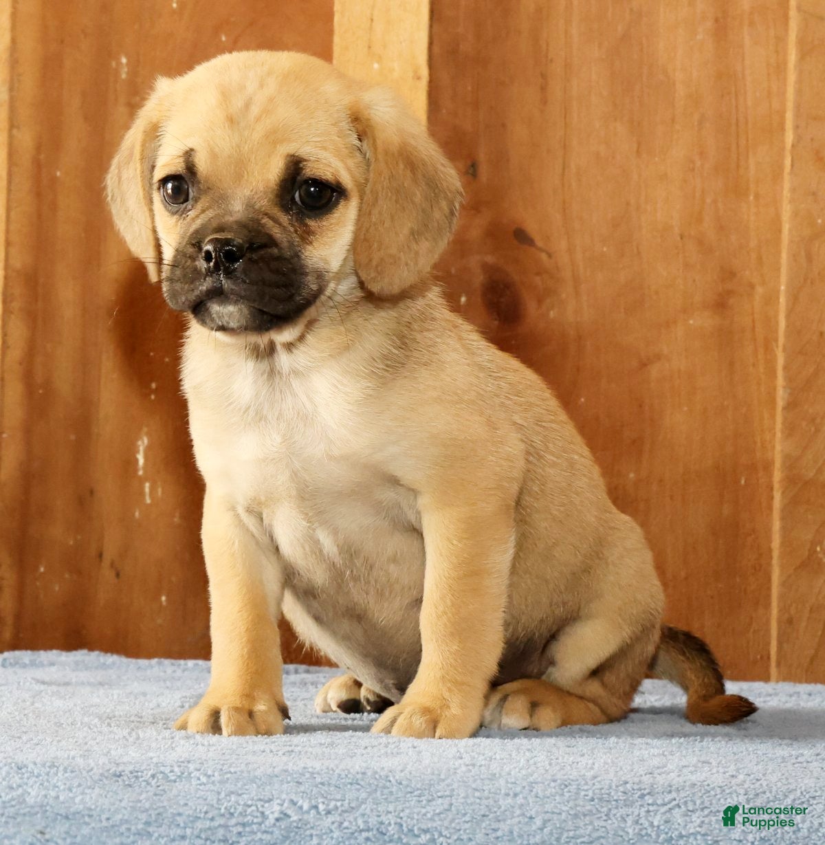 Puggle dogs Charlie - Ad 1