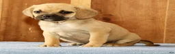 Puggle dogs for sale: Charlie - Ad 1