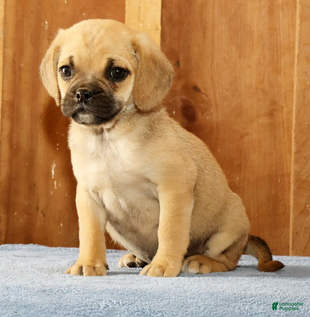 Puggle dogs for sale: Charlie - Ad 1