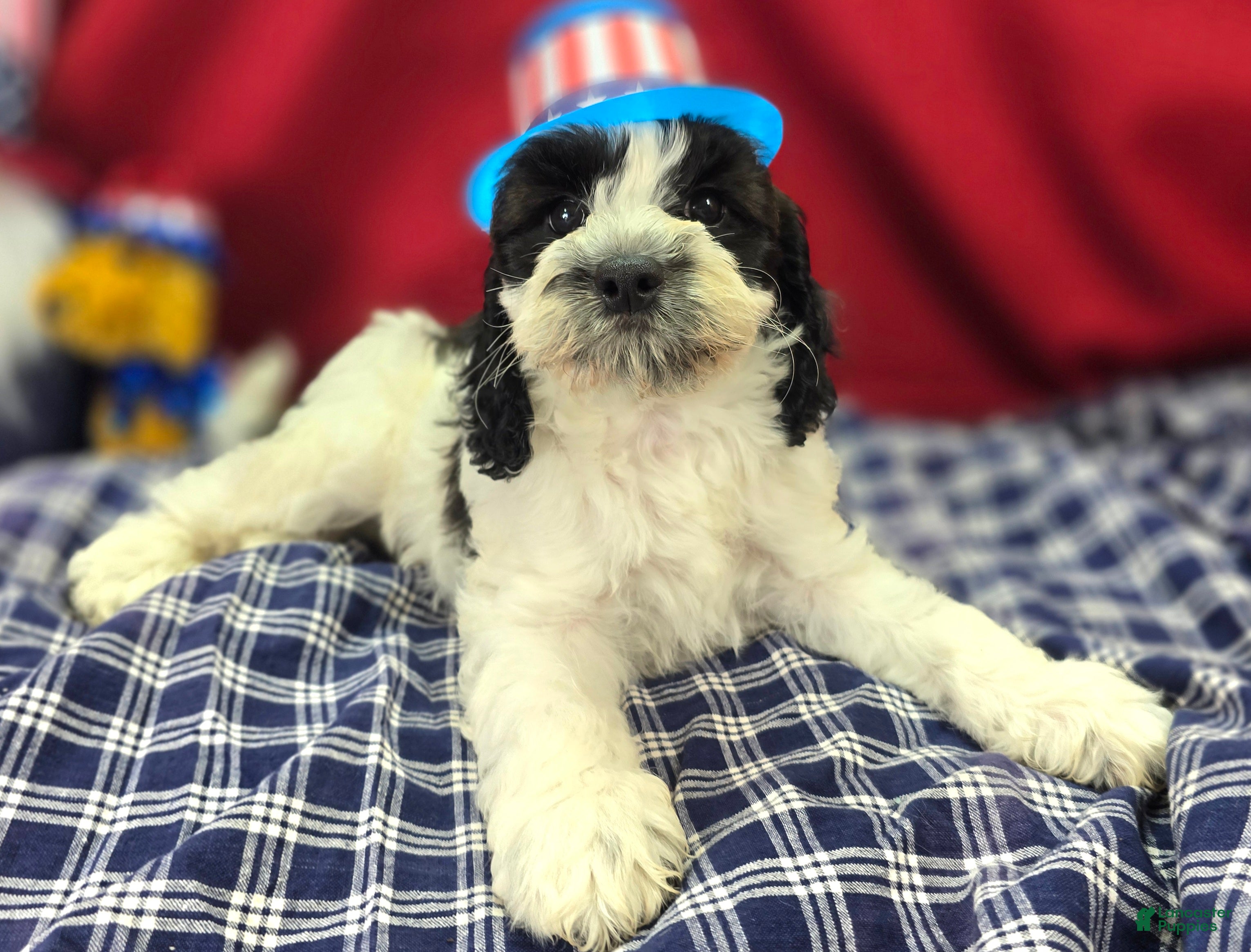 Cockapoo dogs Puddleduck - Ad 13